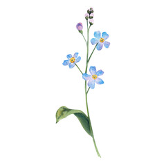 The forget-me-not is blue on an isolated background. Hand-painted botanical watercolor illustration of wildflowers. Design of postcards, fabric prints, cosmetic packaging design, pharmacy herbs