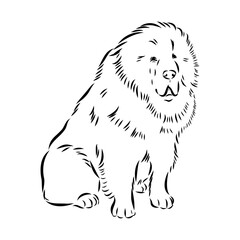 Tibetan Mastiff dog hand drawn sketch. Rare purebred dog illustration.