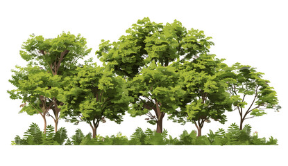 Forest landscape with trees, vector illustration, realistic growth, transparent backgrounds, outdoor scene, nature design, eco-friendly imagery, natural forest, environmental themes © aura studio