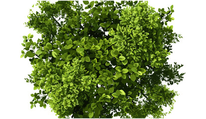 Jungle tree top view, vector illustration, green foliage, aerial perspective, transparent background, natural landscape, rainforest canopy, tropical trees, exotic vegetation, nature © aura studio