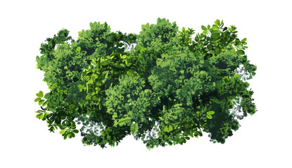 Fototapeta premium Jungle trees, lush forest, vector illustration, top view, transparent background, tropical greenery, natural landscape, exotic plants, aerial view of jungle, vibrant foliage