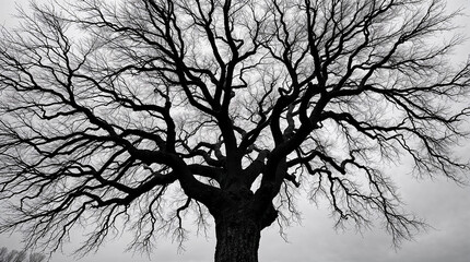 Majestic bare tree reaching for the cloudy sky in black and white