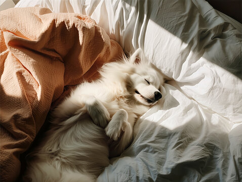 Fluffy White Dog Relaxing on Bed in Cozy Sunlit Room
