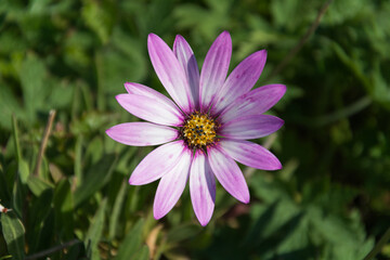 Obraz premium Close up of a pink and white daisy bush (Osteospermum) on a sunny day in England. 