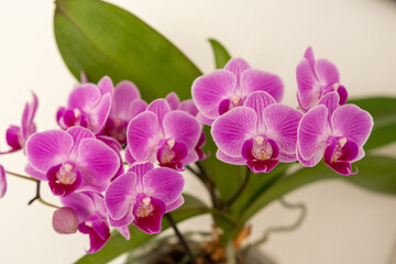 PinkePinke Orchidee Blumen mit grünen Blätter Orchidee Blumen mit grünen Blätter