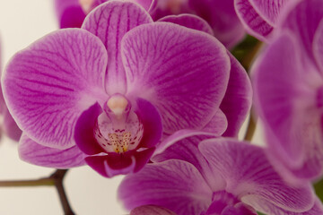Orchidee Nahaufname - Close up