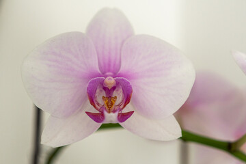 Weisse Orchidee blume mit pinker Blüte aud weiss