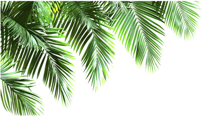 Green palm leaves realistic 3D vector illustration, corner layout, transparent background, PNG, tropical, palm tree, exotic plants, nature decor, summer vibes, foliage design
