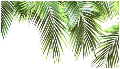 Fototapeta premium Realistic green palm leaves, 3D vector layout, transparent background, corner arrangement, tropical palm, exotic foliage, nature background, PNG illustration, jungle decor, palm tree art