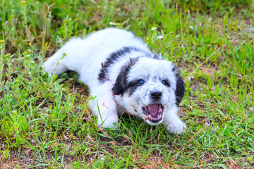 Fototapeta premium Puppy lying in the grass and barking, close up portrait