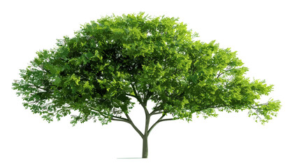Green big tree, perennial tree, shape silhouette, isolated PNG background, shade under tree, natural background, vector illustration, environmental design, tree PNG cutout