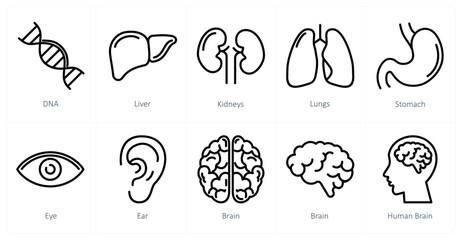 A set of 10 medical icons as dna, liver, kidneys