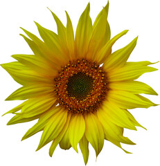 Sun Flower Without Background PNG