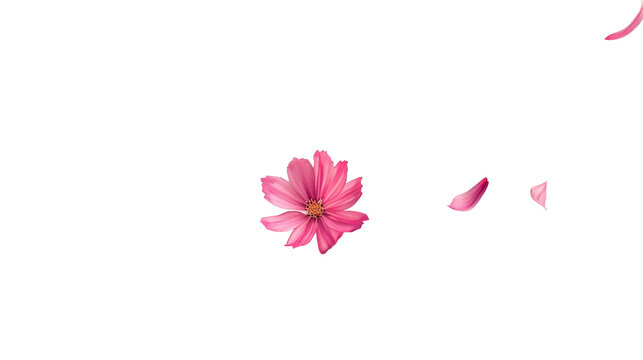 Delicate pink flowers falling from the sky in the area isolated on transparent background