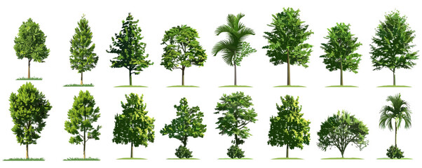 Fototapeta premium Jungle trees collection PNG, 3D render greenery, transparent background, tropical forest, lush vegetation, nature trees, rainforests, exotic plants, wild foliage, vibrant jungle.