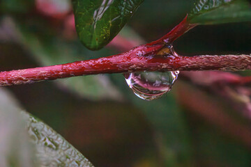 Macro photo of plants in winter