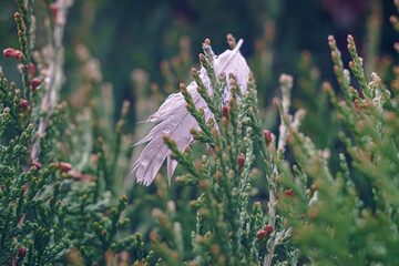 Macro photo of plants in winter