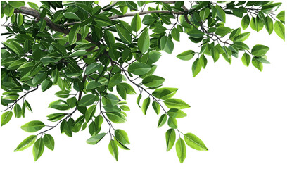 Isolate green tree branch leafs, corner composition, vector illustration, 3D illustration, PNG, botanical, nature, eco, fresh leaves, forest, foliage, clipart, design element © aura studio