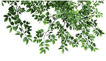 Vector illustration isolate tree branch leafs png foreground greenery, nature background, green leaves, isolated plant, natural leaf, forest greenery, botanical design, transparent image