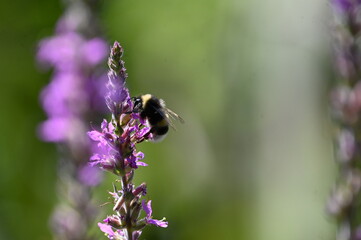 Fototapeta premium Abeille qui butine sur une fleur violette