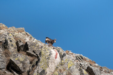 Chamois, meeting on a high-mountain tourist trail. High Tatras.
