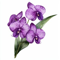 Fototapeta premium Purple Orchid Blooms with Detailed Petal Texture and Elegant Green Leaves on White Background