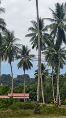 Tropical Landscape with Tall Coconut Palm Trees and Rural Houses
