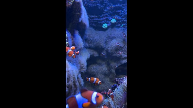 clownfish Nemo fish swimming gracefully among vibrant coral reefs and sea anemones