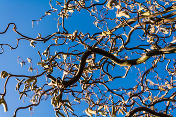 Looking up through branches of Twisted Hazel (Corkscrew Hazel, Corylus avellana 'Contorta' ). Early Spring in an English garden