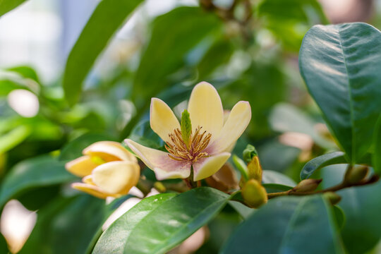 Close-up photo of beige Magnolia figo flowers in bloom