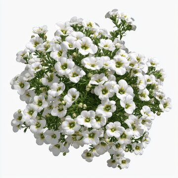 Beautiful White Flowers in Abundance with Fresh Green Leaves and Bright Garden Background for Nature Lovers