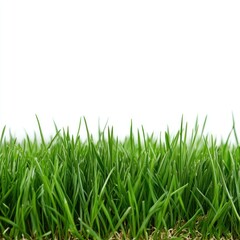 Fototapeta premium Lush green grass border, isolated, nature background, website design