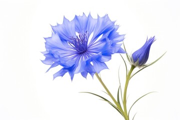 Obraz premium Cornflower blossom petal plant.