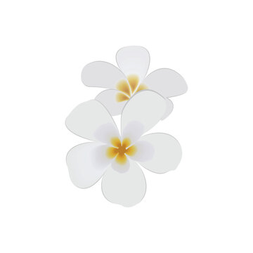 White color plumeria flower
