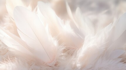 feathers angel wings white