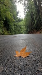 Golden leaf resting on an empty road during autumn afternoon