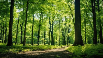 Naklejka premium sunlight trees nature