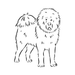 Tibetan Mastiff dog hand drawn sketch. Rare purebred dog illustration.
