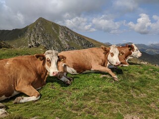 Cows Resting on Mountain Meadow under Blue Sky
