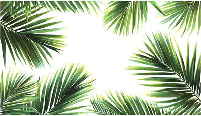 Fototapeta premium Realistic palm leaves vector, evergreen summer plants, tropical nature, transparent background, green foliage, exotic palm branches, summer leaves, nature design, botanical leaves, tropical plants