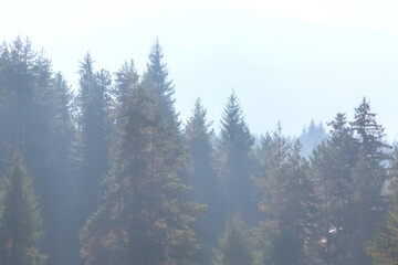 panoramic shot of mysterious misty pine tree forest