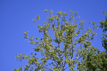 Arbre feuilles printempts