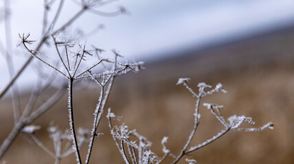 Frosted Wildflowers Flourishing in a Serene and Picturesque Landscape at Winter Time