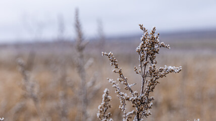 A Frosty Field Surrounded by Delicate Vegetation in a Beautiful Winter Landscape Scene