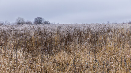 A Beautiful and Serene Winter Landscape Featuring Frosted Grass Fields in the Morning Light