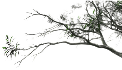 Isolated tree branches vector illustration, relax close-up, blur backgrounds, transparent background, nature scene, soft focus, tranquil setting, fresh foliage, outdoor relaxation