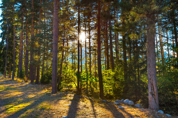 pine forest and sun between trunks