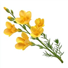 Obraz premium Bright Yellow Freesia Blooms with Green Foliage on a Clean Background for Floral Design or Nature Projects