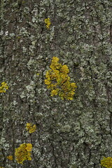 close-up of lichens on tree bark, close-up of mosses on tree bark 