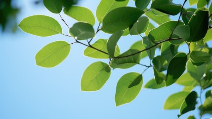 sky pear leaves
